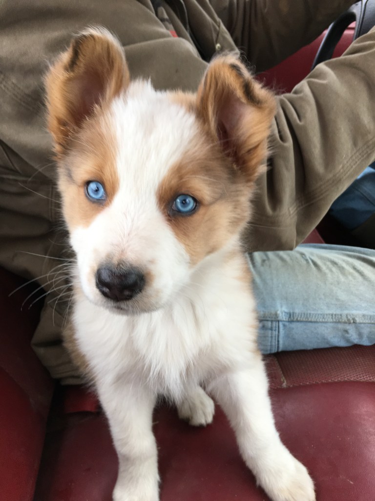 Throwback Thursday! Molly the farm dog was such a cute puppy! She was checking checking on Hugo, Peppy, and the rest of the cows with Farmer Mike. She still LOVES to ride in the truck!
